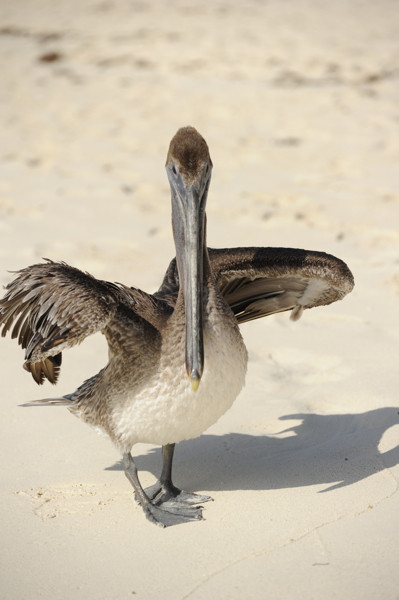 Stillwell,Pelican