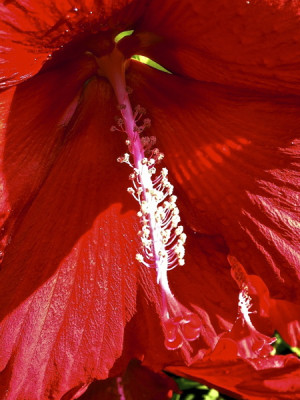 Stillwell_HibisLord_Baltimore_red4cus_