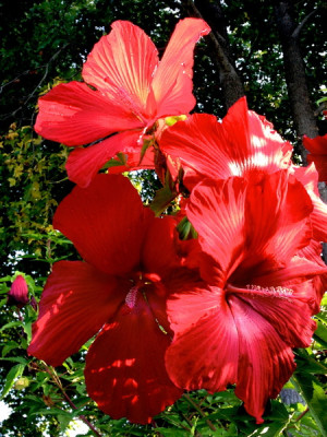 Stillwell_Hibiscus_Lord_Baltimore_Red
