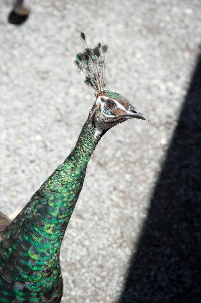 Stillwell_Peacock