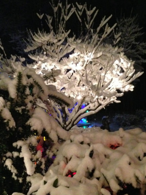 Stillwell_Snow_Tree_Colors2