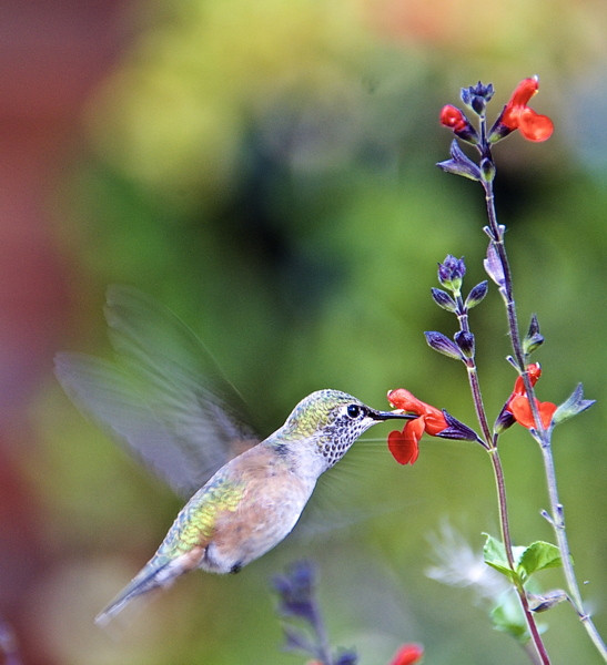 Stillwell_Hummingbird