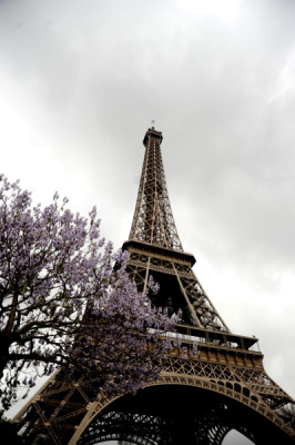 Stillwell_Paris_Eiffel_Twr_Jacaranda_Purple